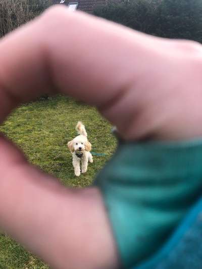 Dogorama Photo Challenge - Durchblick-Beitrag-Bild