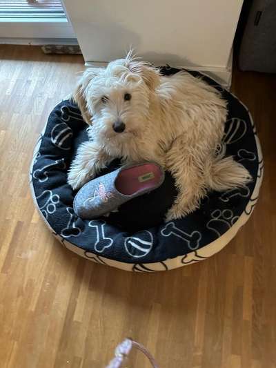 142. Foto Challenge-Die Diebe unter uns-Beitrag-Bild