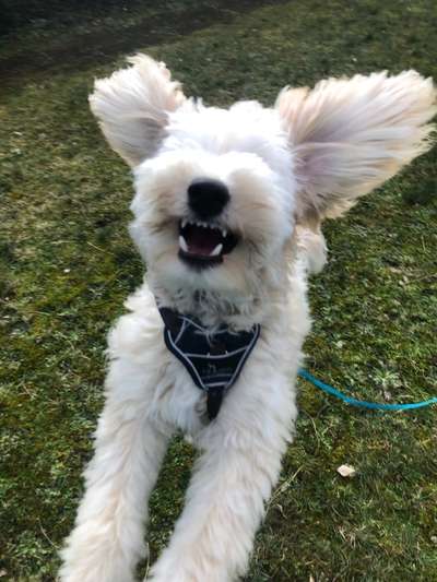 Der Wolf in eurem Hund-Beitrag-Bild