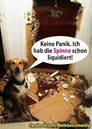 Hunde Memes-Beitrag-Bild