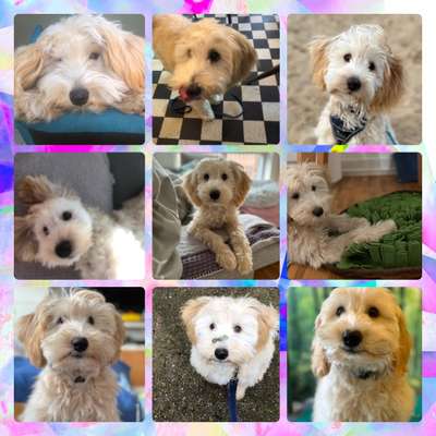 35.Collagen Challenge:„Bettelblick"-Beitrag-Bild