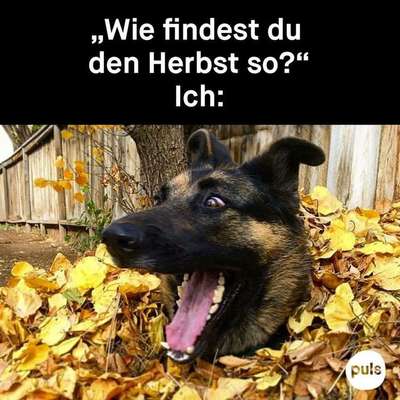 Hunde Memes-Beitrag-Bild