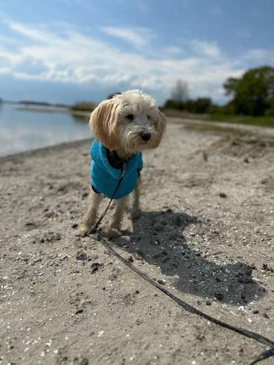 43. Collage Challenge - Schattenspiele-Beitrag-Bild