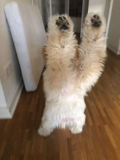 Fotochallenge NR. 123     -Karneval der Tiere--Beitrag-Bild