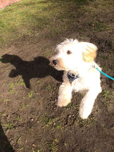 43. Collage Challenge - Schattenspiele-Beitrag-Bild