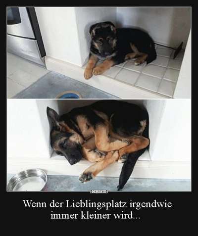 Hunde Memes-Beitrag-Bild