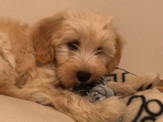 Welpen Bilder !-Beitrag-Bild