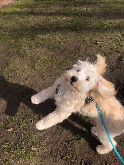 Dogorama Photo Challenge - an der Leine-Beitrag-Bild