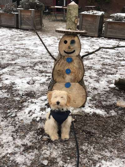 24. Collage-Challenge  *Hund im Schnee*-Beitrag-Bild