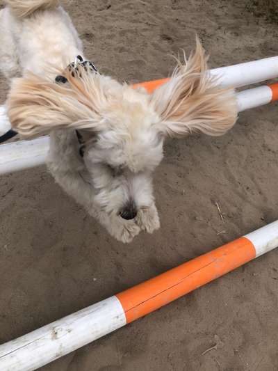 Dogorama Photo Challenge - Mein Holz und ich-Beitrag-Bild