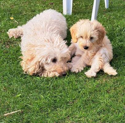 Fotochallenge - fremde Hunde-Beitrag-Bild