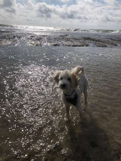 52. Collagenchallenge: Dein Hund im Sonnenschein-Beitrag-Bild