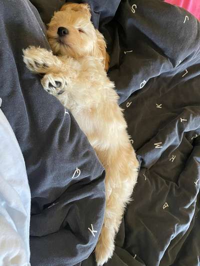 Dogorama Photo Challenge - Zeigt her eure Bäuche-Beitrag-Bild