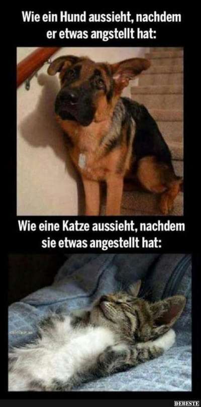 Hunde Memes-Beitrag-Bild