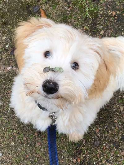 Dogorama Photo Challenge - Portrait-Beitrag-Bild