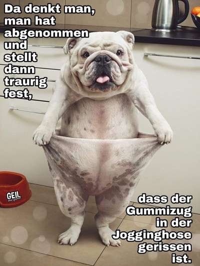 Hunde Memes-Beitrag-Bild