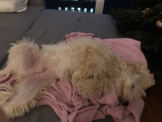 Dogorama Photo Challenge - Wälzen-Beitrag-Bild