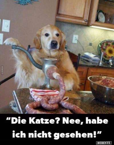 Hunde Memes-Beitrag-Bild