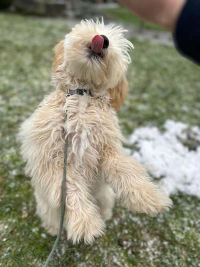 20. Collagen Challenge - "Lustige Schnappschüsse"-Beitrag-Bild
