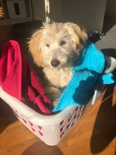 Wie heißt dein Hund?-Beitrag-Bild