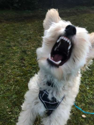 Der Wolf in eurem Hund-Beitrag-Bild