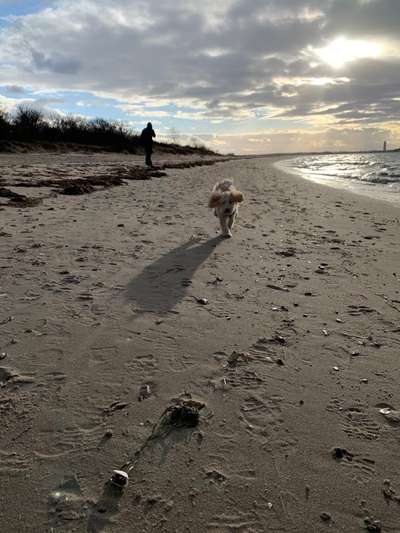 43. Collage Challenge - Schattenspiele-Beitrag-Bild