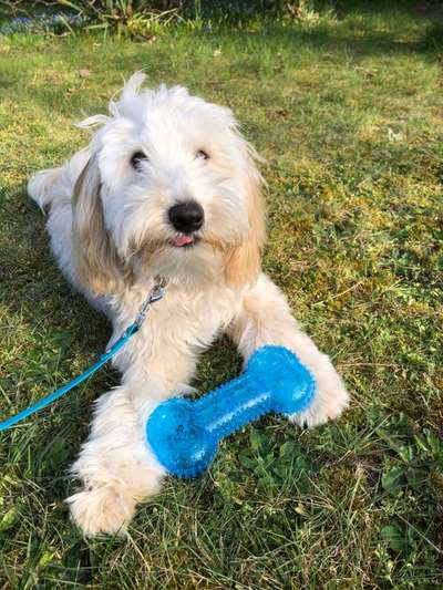 Zeigt her eure Junghunde :)-Beitrag-Bild