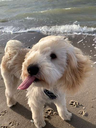 51.Collagen Challenge: Wasserhunde-Beitrag-Bild