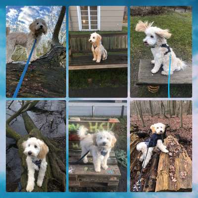 31. Collagen Challenge - Bänke/ Steine /Baumstümpfe-Beitrag-Bild