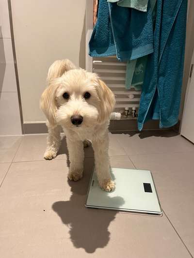 44.Tricktraining ,, Pfote auf Target,,-Beitrag-Bild