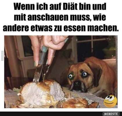 Hunde Memes-Beitrag-Bild
