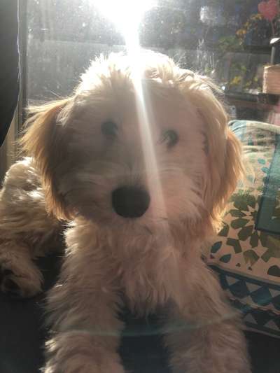 36. Handy Foto Challenge - Sonnenanbeter-Beitrag-Bild