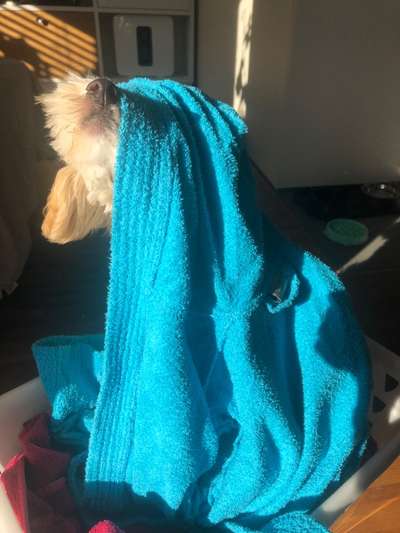 Dogorama Photo Challenge - Hündische Haushaltshilfe-Beitrag-Bild