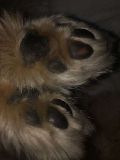 Fusspics sind out, Pfoten for the win!-Beitrag-Bild