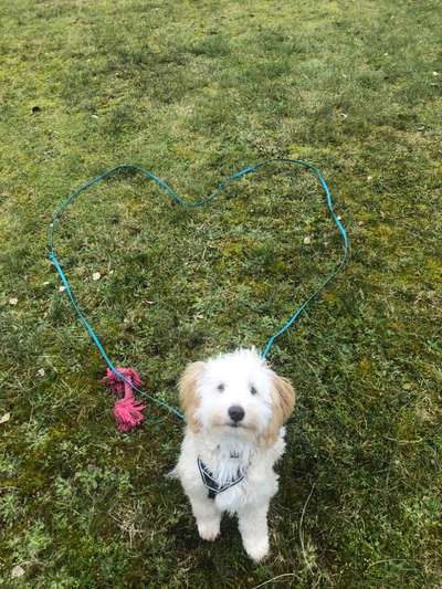 Dogorama Photo Challenge - Herzenshund-Beitrag-Bild