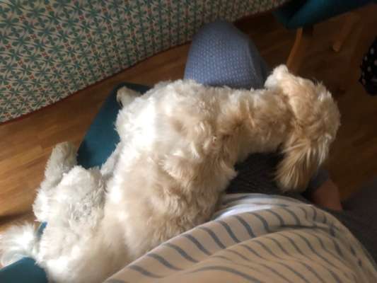 Dogorama Photo Challenge- Aufmerksamkeit bitte!-Beitrag-Bild