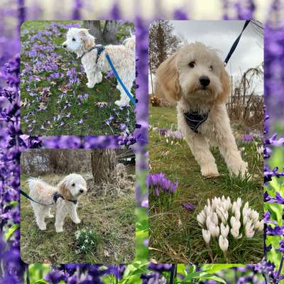 27. Collagen Challenge - Dein Hund mit Blume(n)-Beitrag-Bild