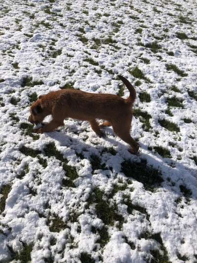 40.Collagen Challenge - Hundefreunde-Beitrag-Bild