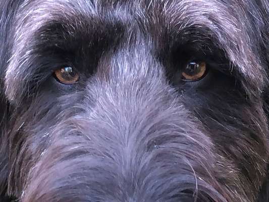 Dogorama Photo Challenge - Details Ganz nah-Beitrag-Bild