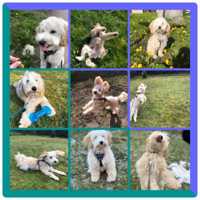 39. Collagen Challenge - Dein Hund auf einer Wiese-Beitrag-Bild