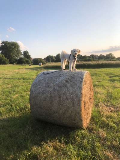 52. Collagenchallenge: Dein Hund im Sonnenschein-Beitrag-Bild