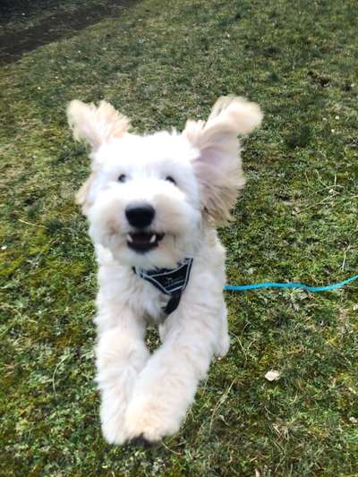 Der Wolf in eurem Hund-Beitrag-Bild