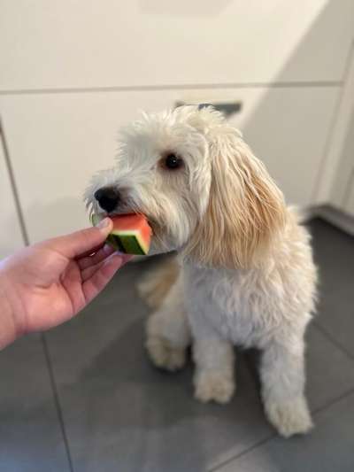 152. Foto Challenge: "Friss mir aus der Hand"-Beitrag-Bild