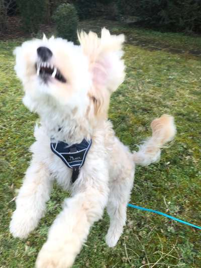 Der Wolf in eurem Hund-Beitrag-Bild