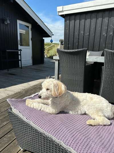 52. Collagenchallenge: Dein Hund im Sonnenschein-Beitrag-Bild