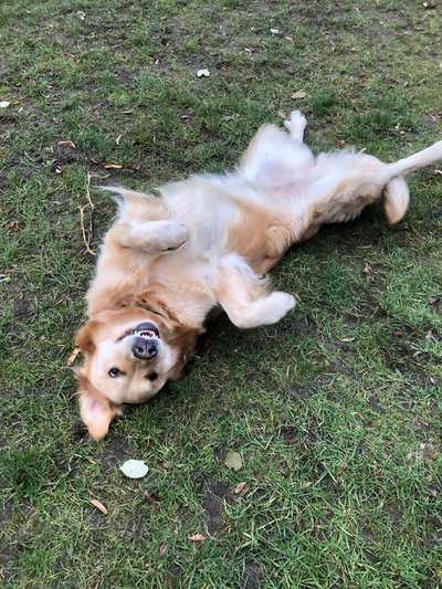 Fotochallenge - fremde Hunde-Beitrag-Bild