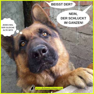 Hunde Memes-Beitrag-Bild