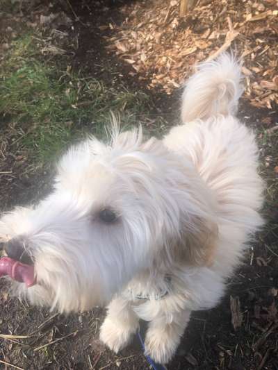 18. Collagen Challenge - Zunge raus!-Beitrag-Bild