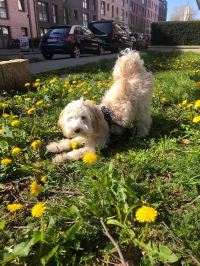 52. Collagenchallenge: Dein Hund im Sonnenschein-Beitrag-Bild