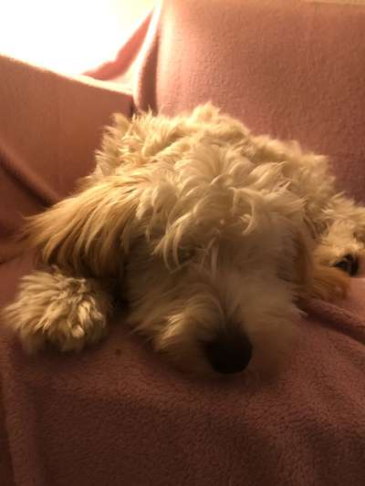 Dogorama Photo Challenge - Frühjahrsmüdigkeit-Beitrag-Bild